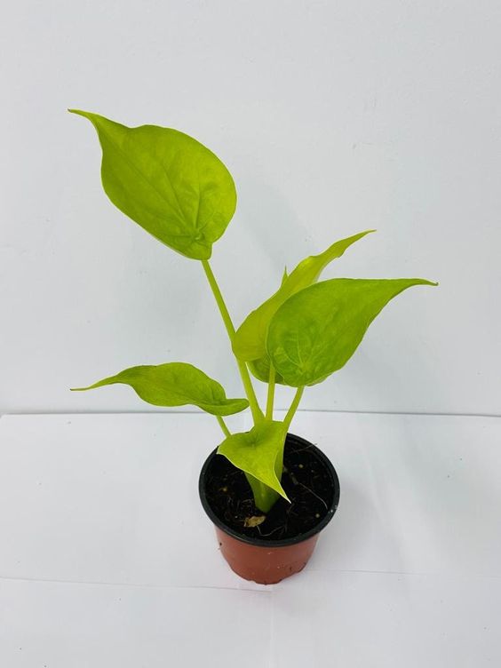 Alocasia cucullata Yellow Tail