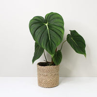 Philodendron McDowell