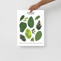 Tableau d'identification des espèces Ficus - Impression d'art botanique pour plantes d'intérieur - Beehive 95 Designs
