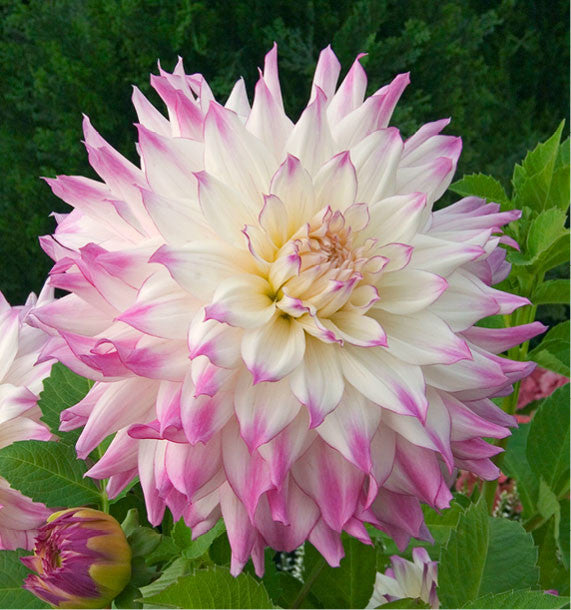 Bulbe Dahlia Ferncliff Illusion
