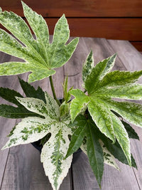 Fatsia japonica variegata