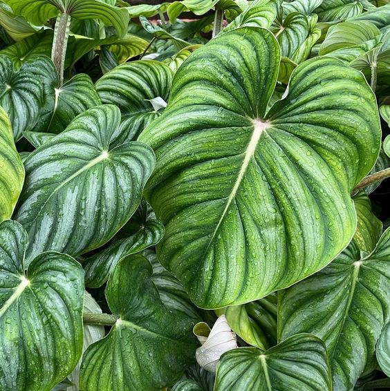 philodendron plowmanii silver Philodendron Plowmanii 'Silver' – FleurExcel Inc