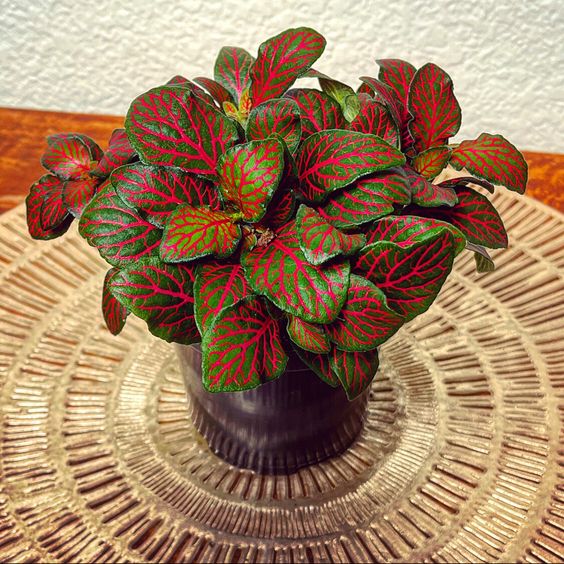 Fittonia albivenis Rouge