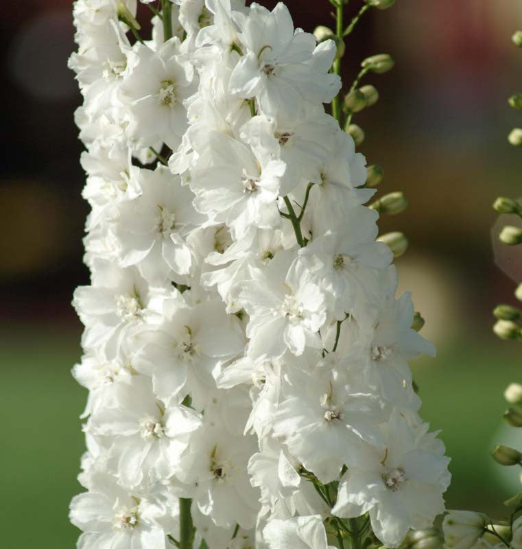 Delphinium 'Guardian White'