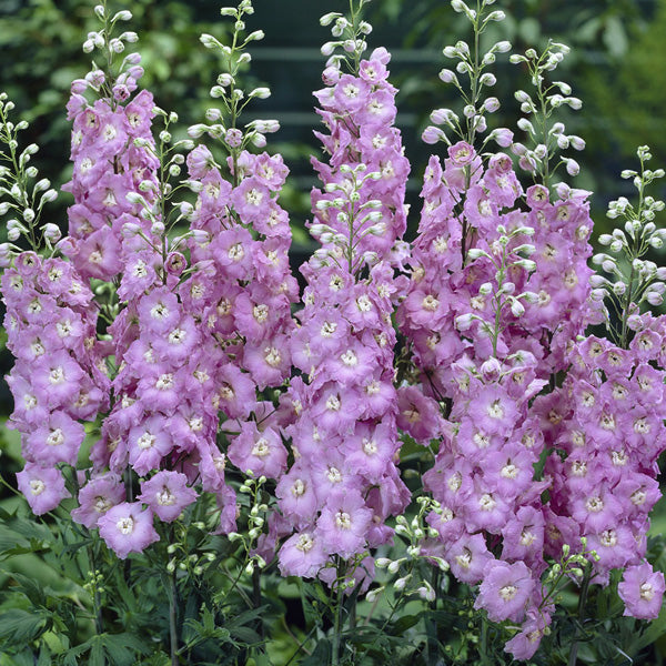 Delphinium x Pacific Giant 'Guinevere'