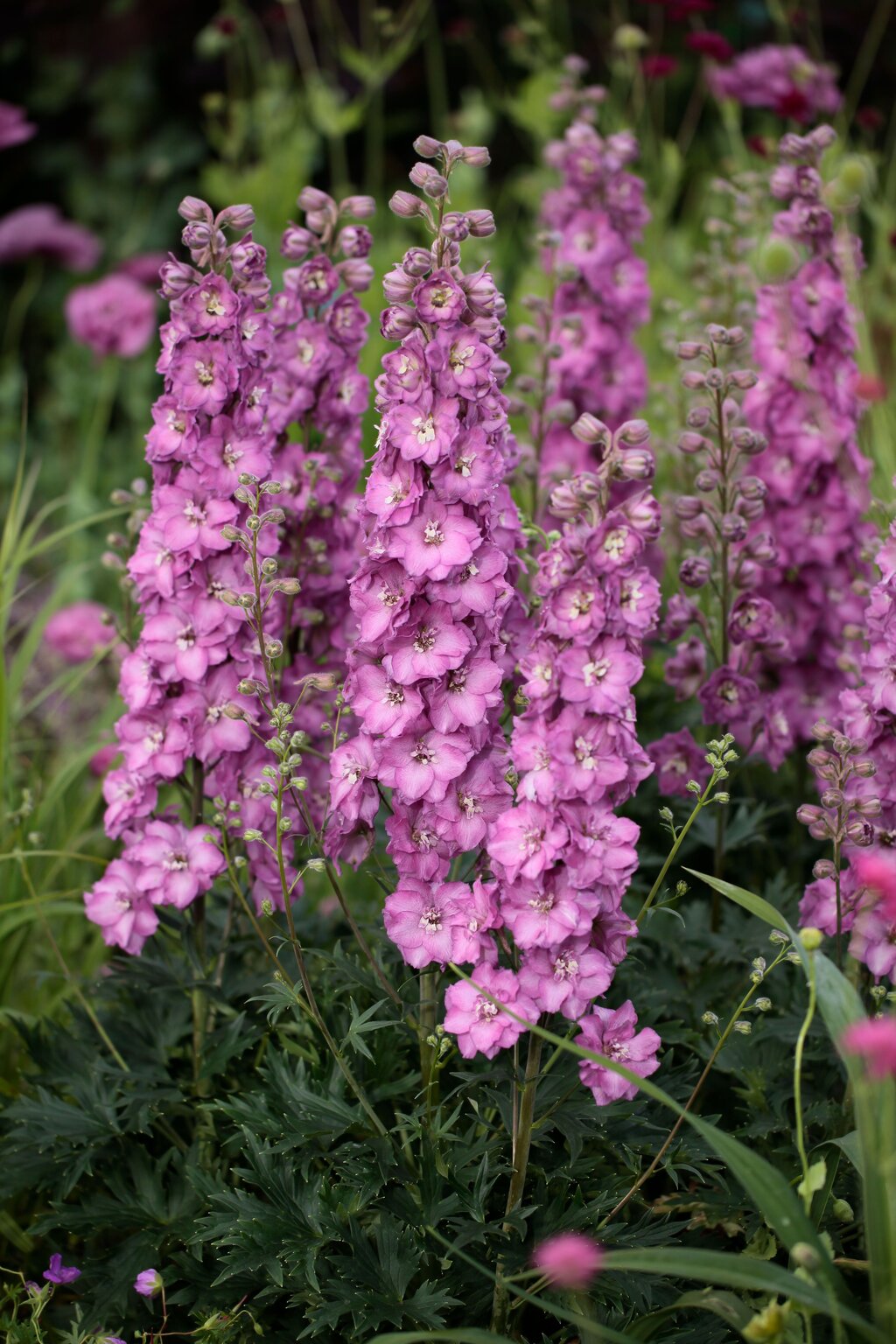 Delphinium Delgenius™ 'Chantay'