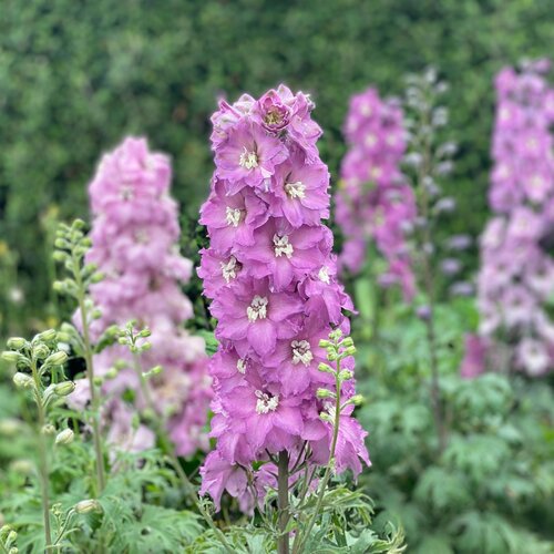 Delphinium New Zealand 'Mini Pinks' Hybrid Bee Delphinium