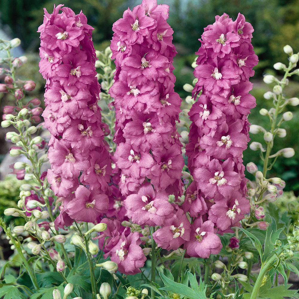 Delphinium Cherry Blossom magic fountains