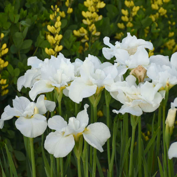 Iris 'Swans in Flight'