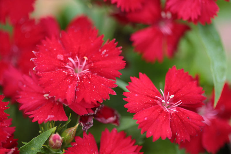 Dianthus deltoide 'Flashing Light'