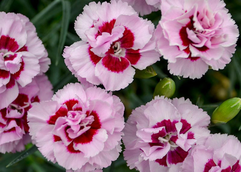Dianthus Kiss and Tell