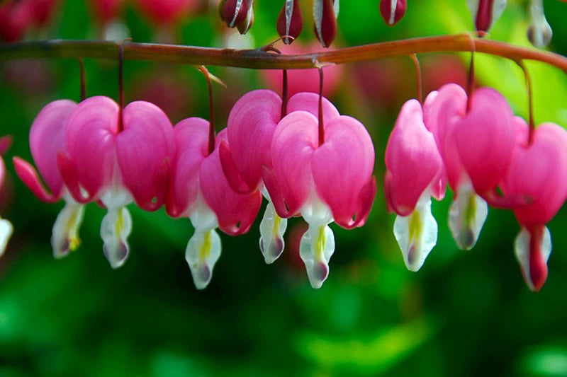 Dicentra spectabilis - coeur saignant