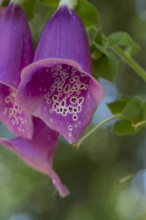 Seed - Foxglove fuchsia - Portage Seeds