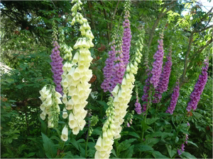 Seed - Mixed Foxgloves - Carrier Seeds