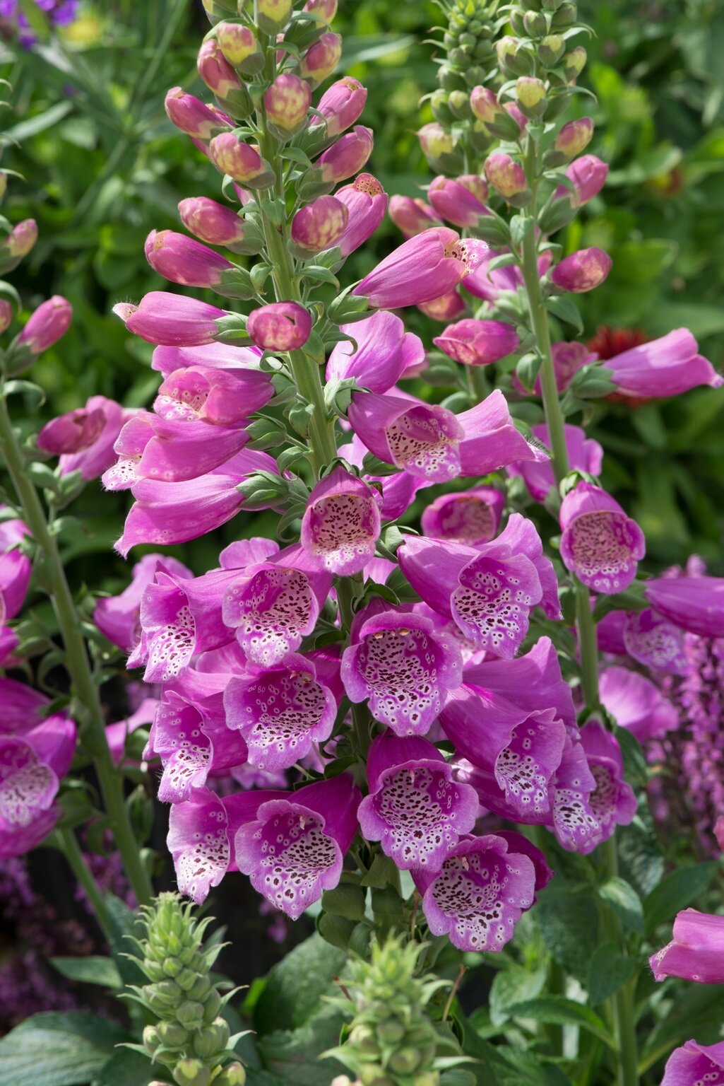 Digitalis ''Dalmatian Rose''