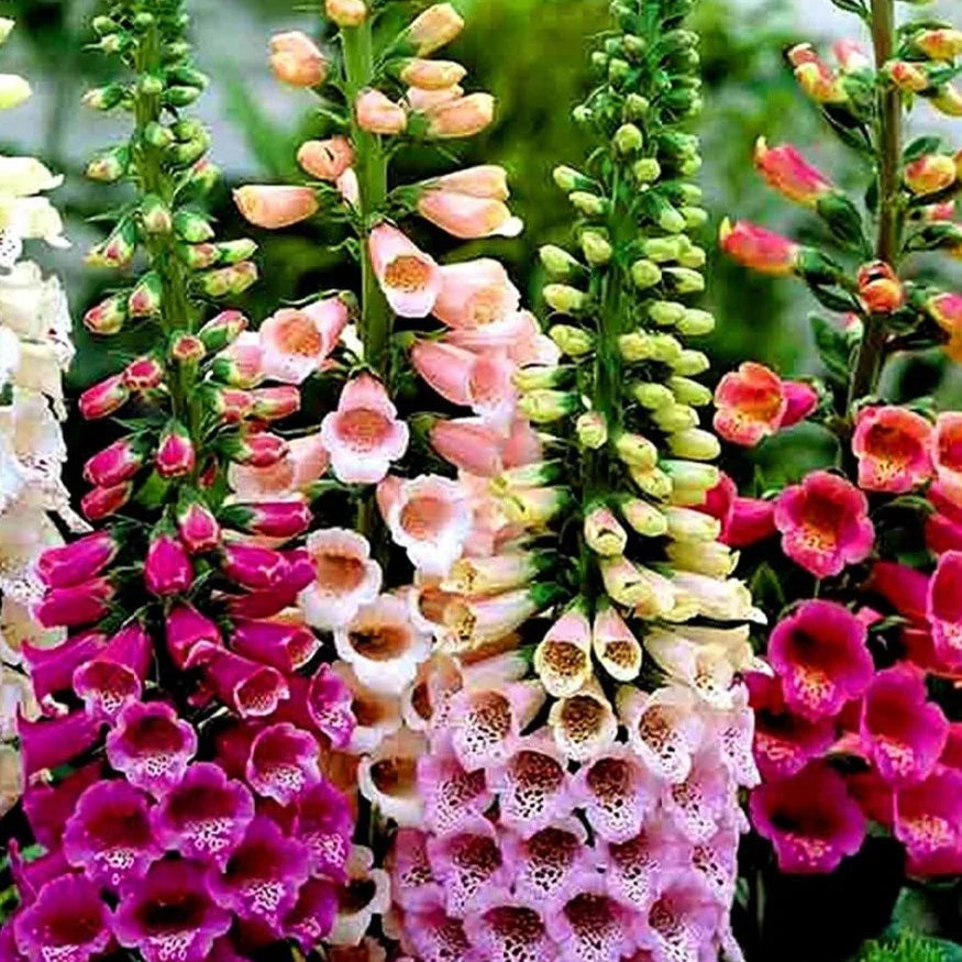 Digitalis purpurea  ’Foxy’