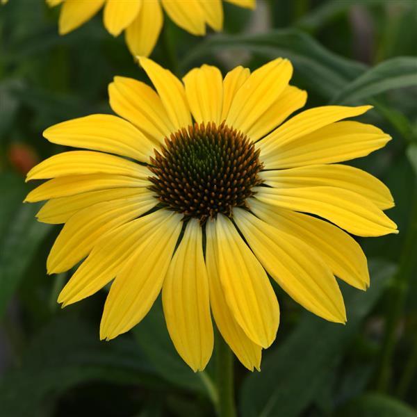 Echinacea Sombrero® 'Summer Solstice'