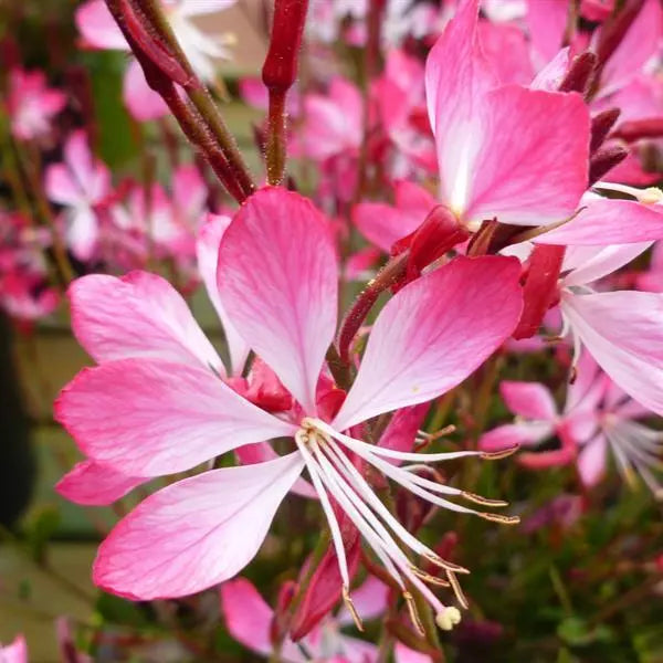 Gaura lindheimeri 'Little Janie