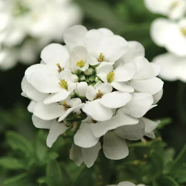 Iberis sempervirens 'Purity' - Ibéris