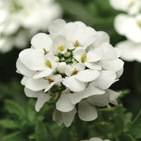 Iberis sempervirens 'Purity' - Ibéris