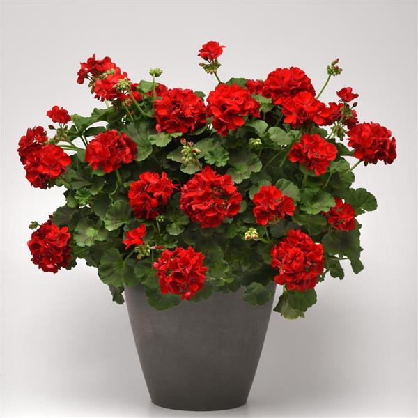 Géranium Dark red