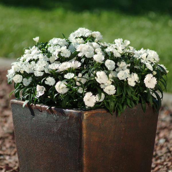 Dianthus Short White - Œillet vivace court blanc