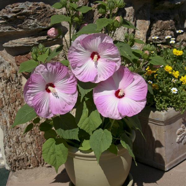 Hibiscus Honeymoon Light Rose