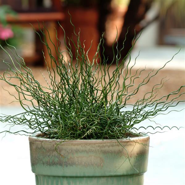 Juncus effusus 'Twister'