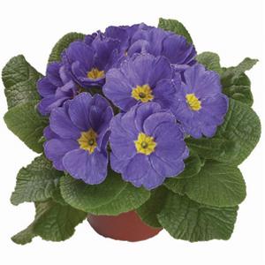 Primula x polyantha 'Pacific Giant Sky B