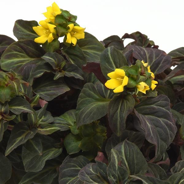 Lysimachia alfredii 'Night Light'