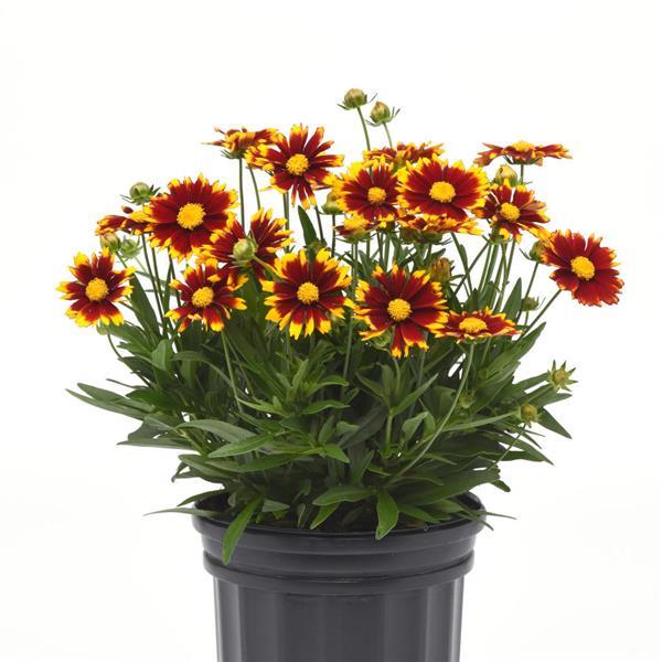 Coreopsis Uptick™ Red