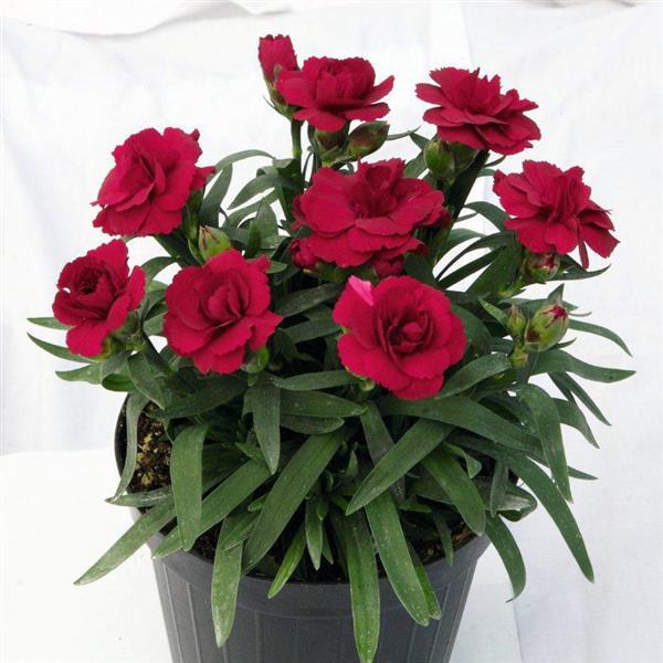 Dianthus oscar Red