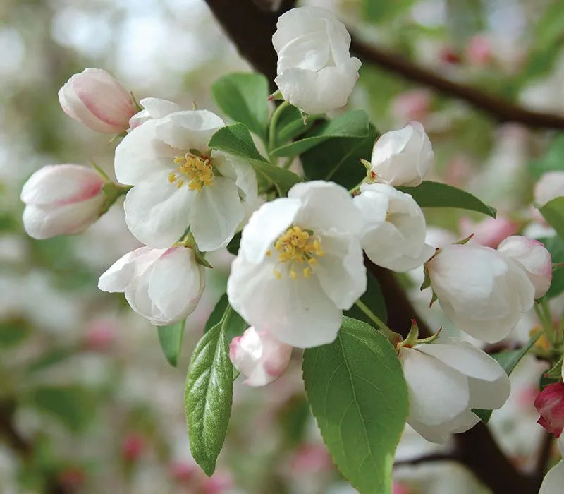 Malus 'Donald Wyman'