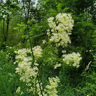 Thalictrum pubescens