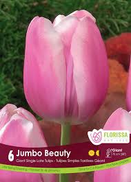 bulbe d'automne - tulipe jumbo beauty