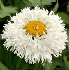 Leucanthemum x Superbum 'Ooh la 'LaSpide'