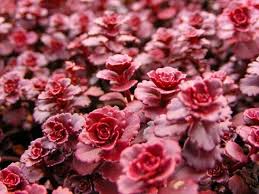 Sedum spurium Dragon's blood