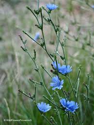 Cichorium intybus