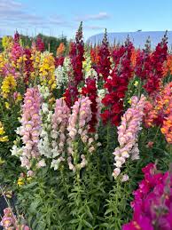 Seed - Snapdragon 'Rainbow' Mix - West Coast Seeds
