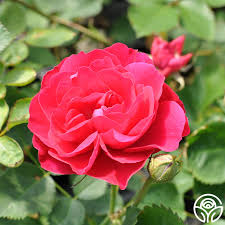 Rosa Explorer – John Franklin
