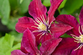 Clematis Niobe
