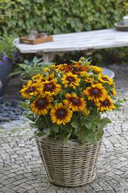 Rudbeckia hirta Sunbeckia Luna