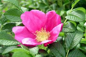 Rosa rugosa Rubra - Rosier