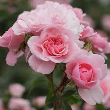 Rosa meidiland "Bonica" (meidomonac) - Rosier / Rose