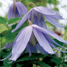 Clematis macropetela blue bird