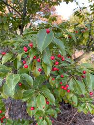 Ilex Pedunculosa - Houx à longue tiges