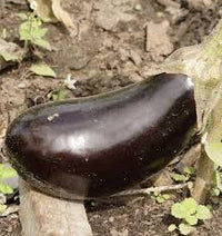 Semence - Aubergine 'Black Beauty' Biologique - West Coast Seeds
