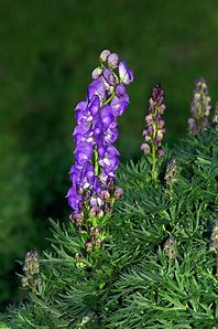 Aconitum napellus