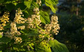 Catalpa de chine - Catalpa ovata