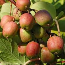 Actinidia arguta 'Geneva' - Femelle